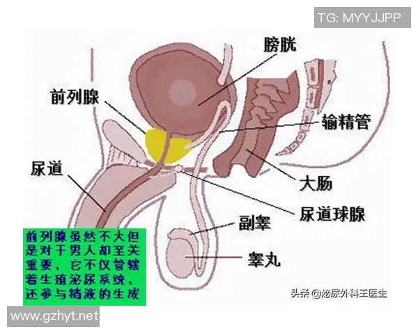 患上前列腺疾病后如何正确调整性生活方式?(得了前列腺怎么锻炼)